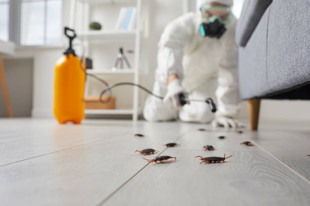 Commercial Rodent Management in Laurel